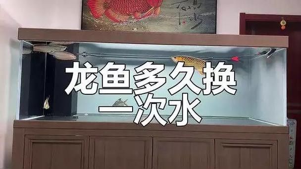 龍魚蒙眼怎么辦圖片視頻