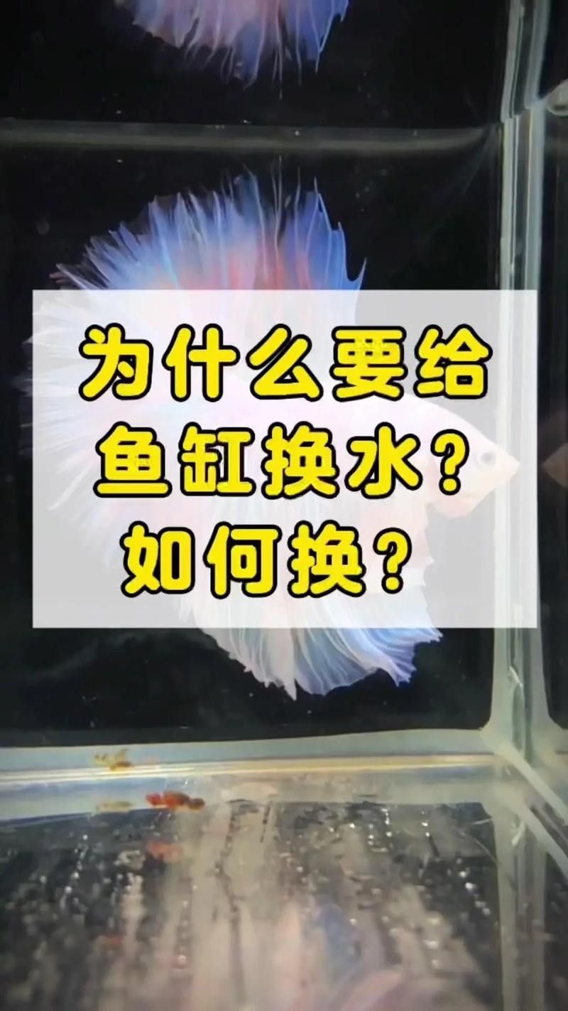 龍魚蒙眼怎么辦圖片視頻