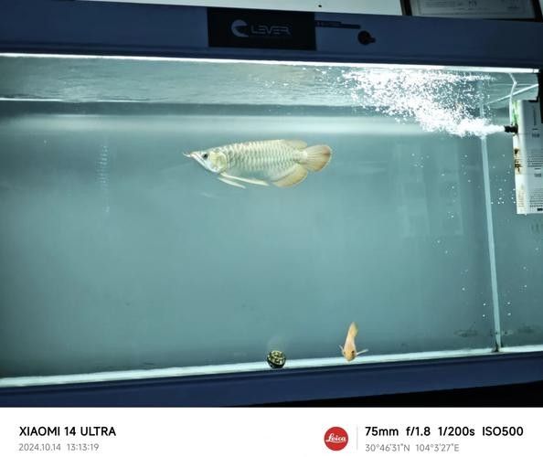 龍魚蒙眼怎么辦圖片視頻