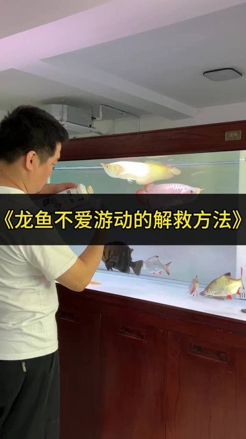 龍魚蒙眼怎么辦圖片視頻