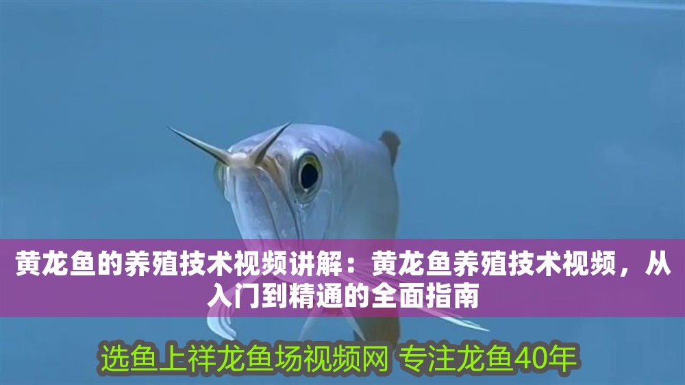 黃龍魚的養(yǎng)殖技術(shù)視頻講解：黃龍魚養(yǎng)殖技術(shù)視頻，從入門到精通的全面指南