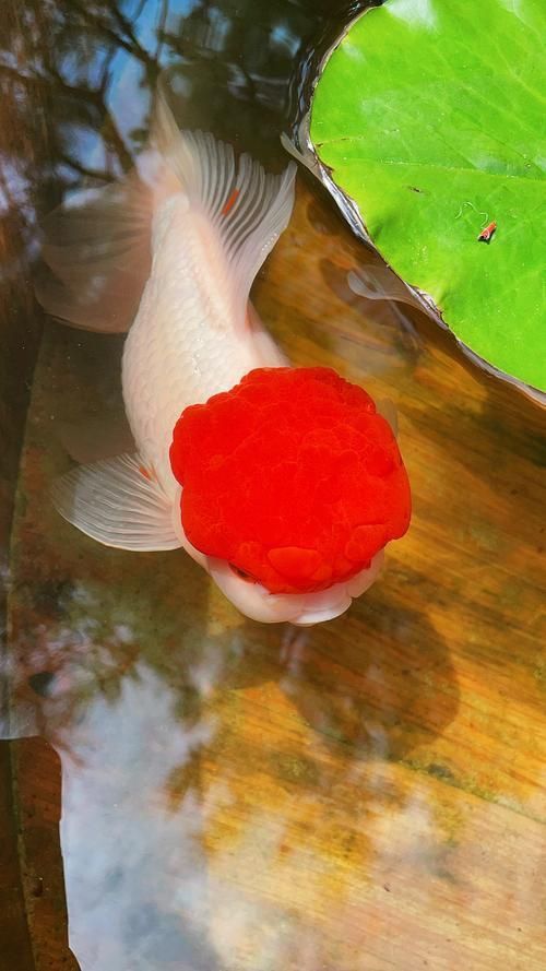 金魚圖片大全大圖