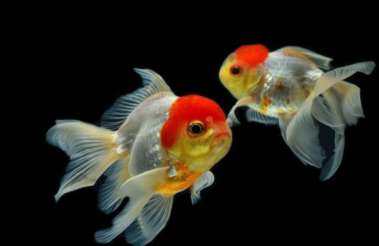 金魚圖片大全大圖