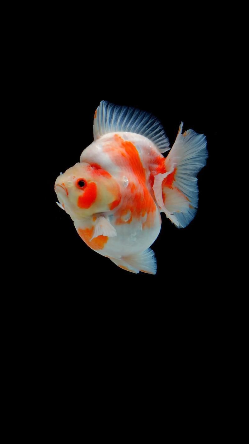 金魚圖片大全大圖