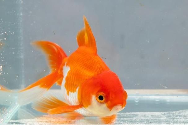 金魚圖片大全大圖
