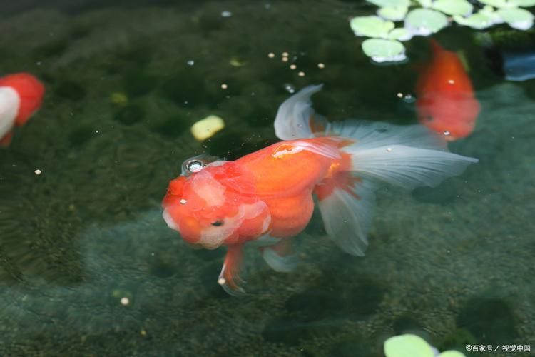 金魚圖片大全大圖
