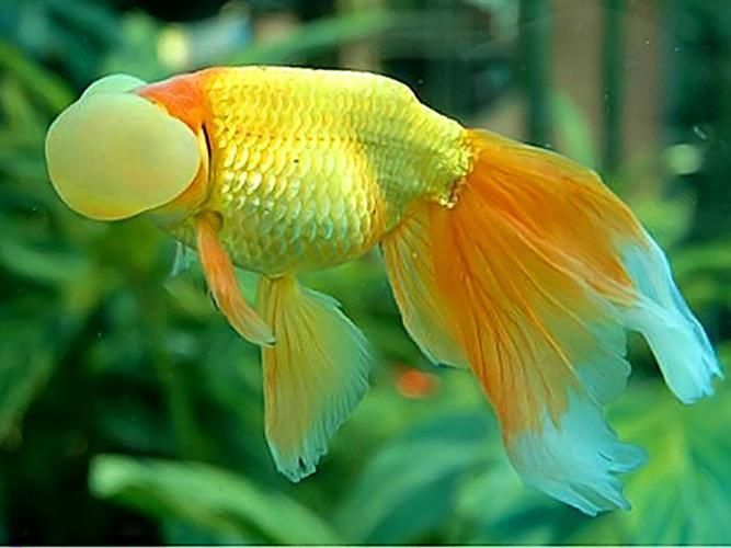 金魚圖片大全大圖
