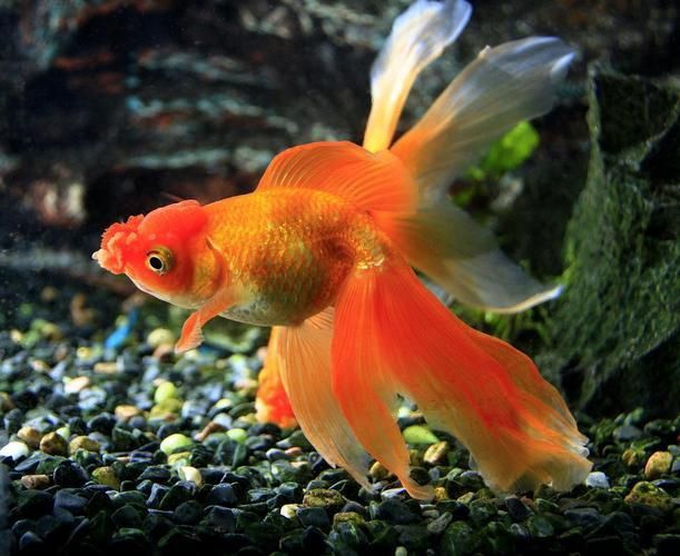 金魚圖片大全大圖
