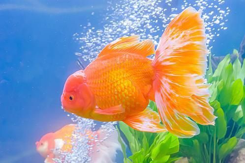 金魚圖片大全大圖