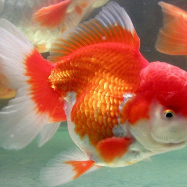 金魚圖片大全大圖