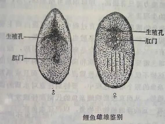 錦鯉分公母對照圖片