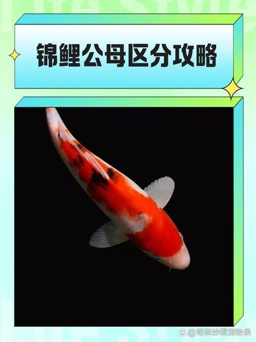 錦鯉分公母對照圖片