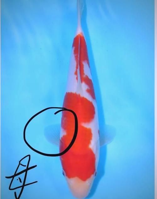 錦鯉分公母對照圖片