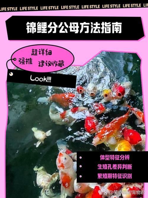 錦鯉分公母對照圖片