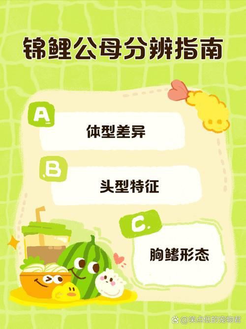 錦鯉分公母對照圖片