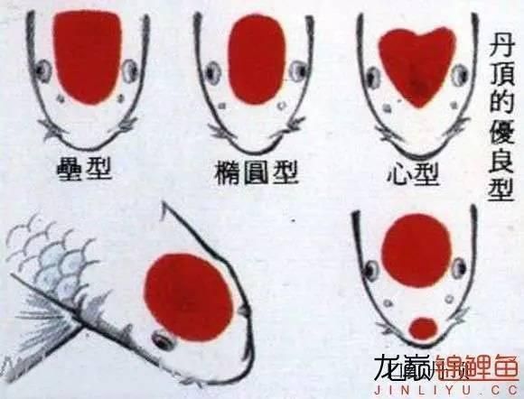 錦鯉分公母對照圖片