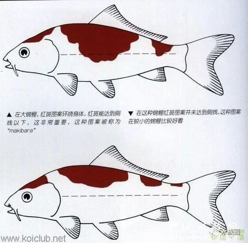 錦鯉分公母對照圖片