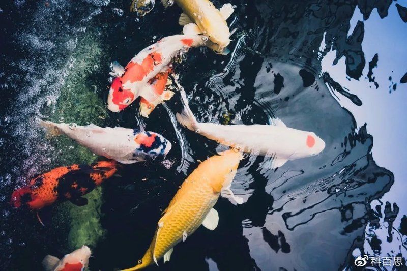 錦鯉分公母對照圖片