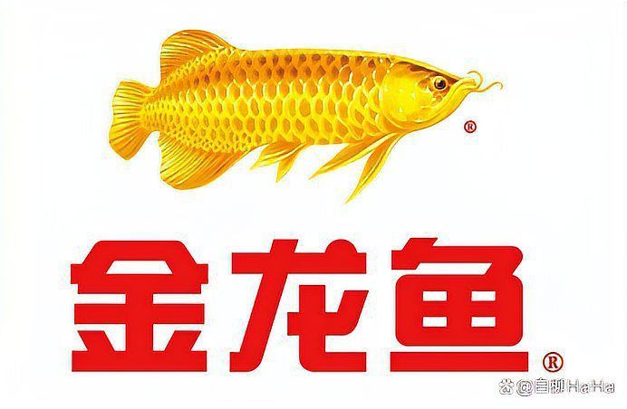 金龍魚生產在哪里