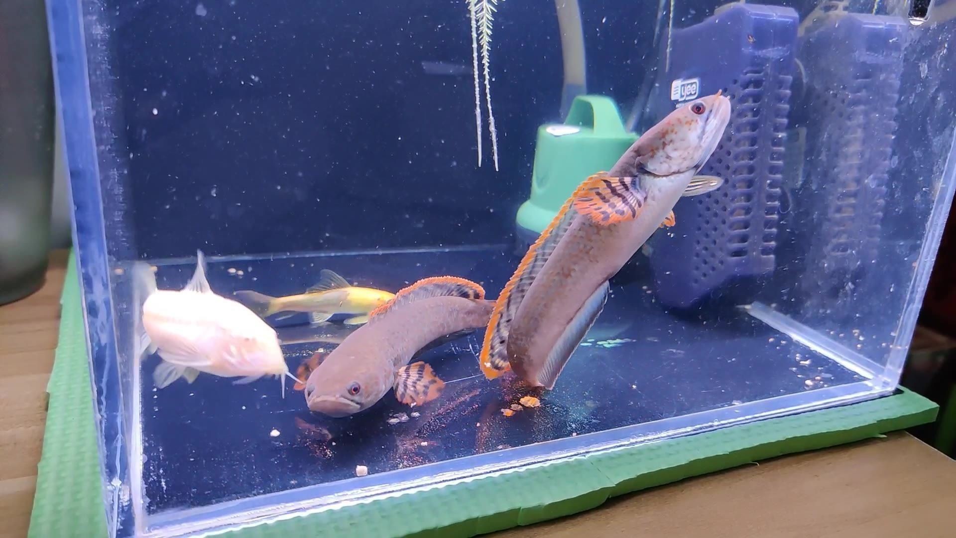 能和七彩雷龍混養的工具魚有哪些：七彩雷龍魚可以與七彩雷龍魚混養的工具魚混養的工具魚