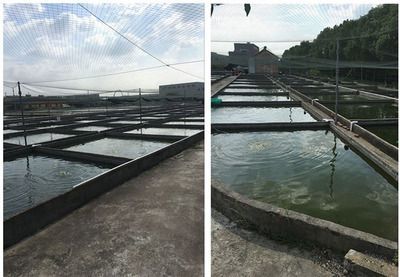 新手養龍魚怎么養水質好一點：養龍魚水質的管理和維護是非常關鍵的一部分以下是根據搜索結果的