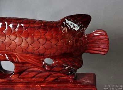 最貴金龍魚拍賣（金龍魚在拍賣中的最高價格是7萬元人民幣，這一價格是7萬元人民幣）
