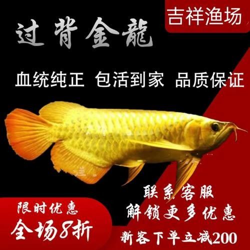 龍魚長什么樣圖片