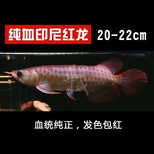 龍魚長什么樣圖片