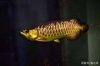 寶石龍魚百科全書（寶石龍魚怎么養(yǎng)-龍魚-龍魚品種介紹）