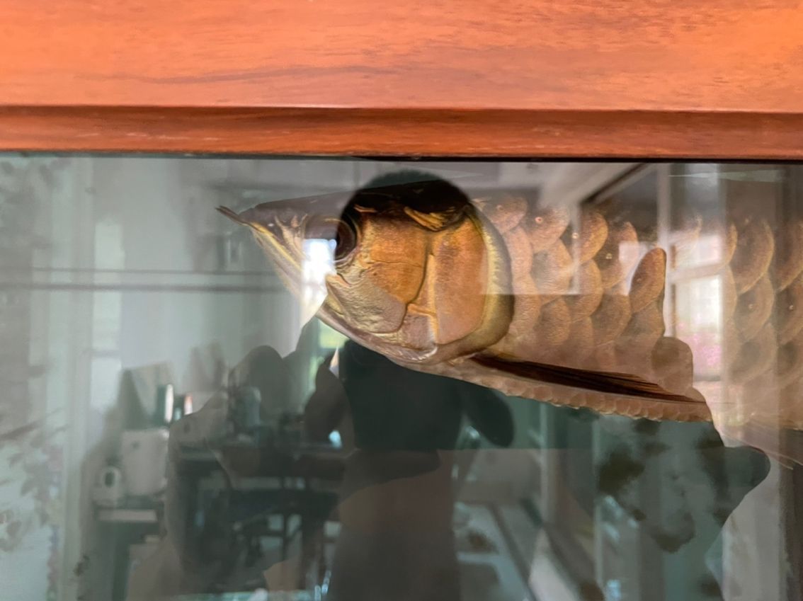 史上最貴的龍魚品種排名榜：世界上最貴的龍魚品種