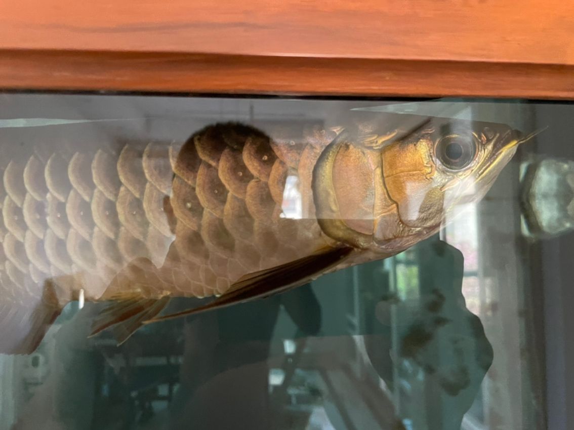 史上最貴的龍魚品種排名榜：世界上最貴的龍魚品種