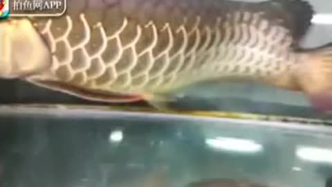 哪里產的龍魚長的最大（世界上最大的龍魚品種是哪個？）