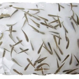 金龍魚苗圖片