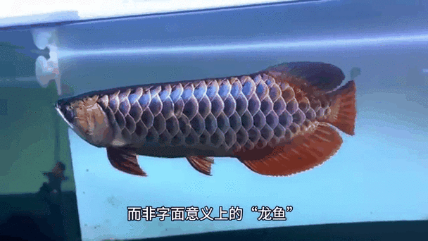 有沒有動態(tài)高清龍魚壁紙推薦？