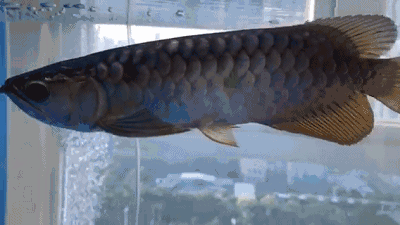 有沒有動態(tài)高清龍魚壁紙推薦？