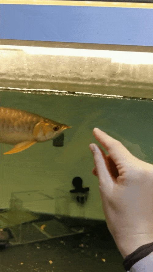 有沒有動態(tài)高清龍魚壁紙推薦？