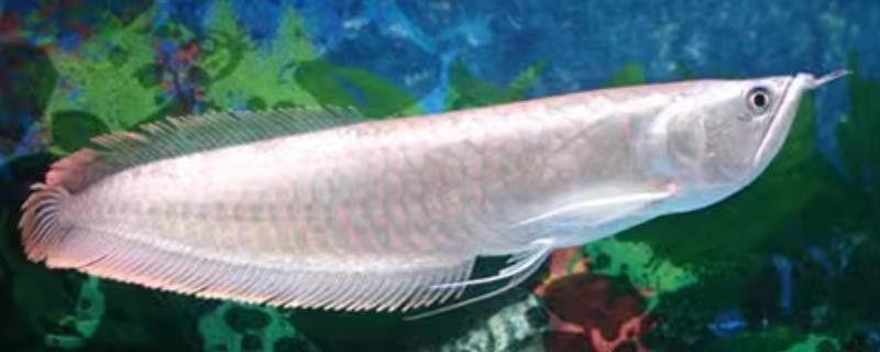 銀龍魚和泥鰍混養 銀龍魚和泥鰍混養 龍魚百科 第2張