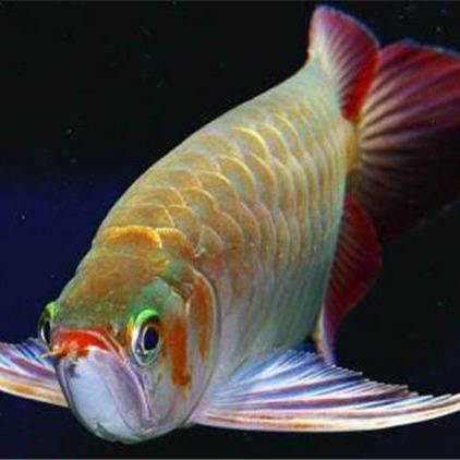 魚缸需要徹底換水嗎為什么呢（如何判斷魚缸是否污染魚缸換水的最佳時間和頻率魚缸換水前后應注意哪些事項）
