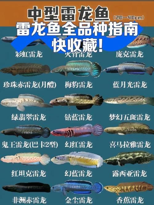 雷龍魚推薦品種圖片