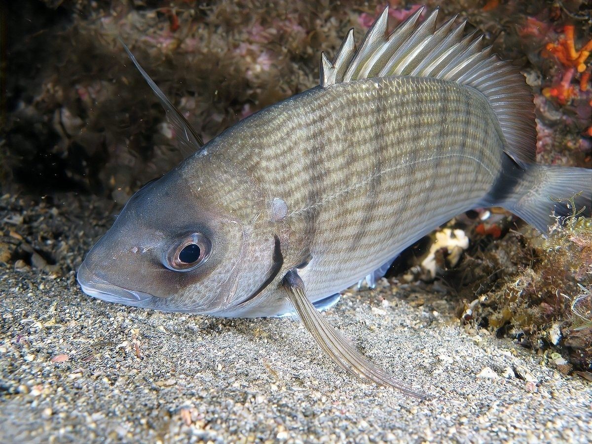 雷龍魚推薦品種圖片