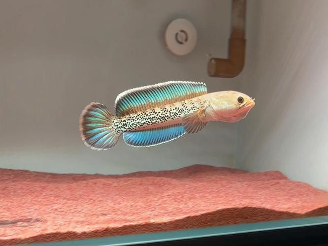 雷龍魚推薦品種圖片