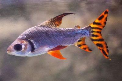 龍魚壽命能活多少年：龍魚的壽命受到多種因素影響，如何判斷龍魚健康狀況
