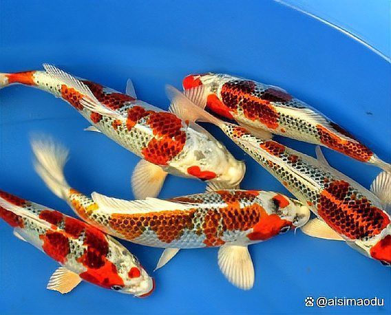 錦鯉魚(yú)的壽命是多少年？