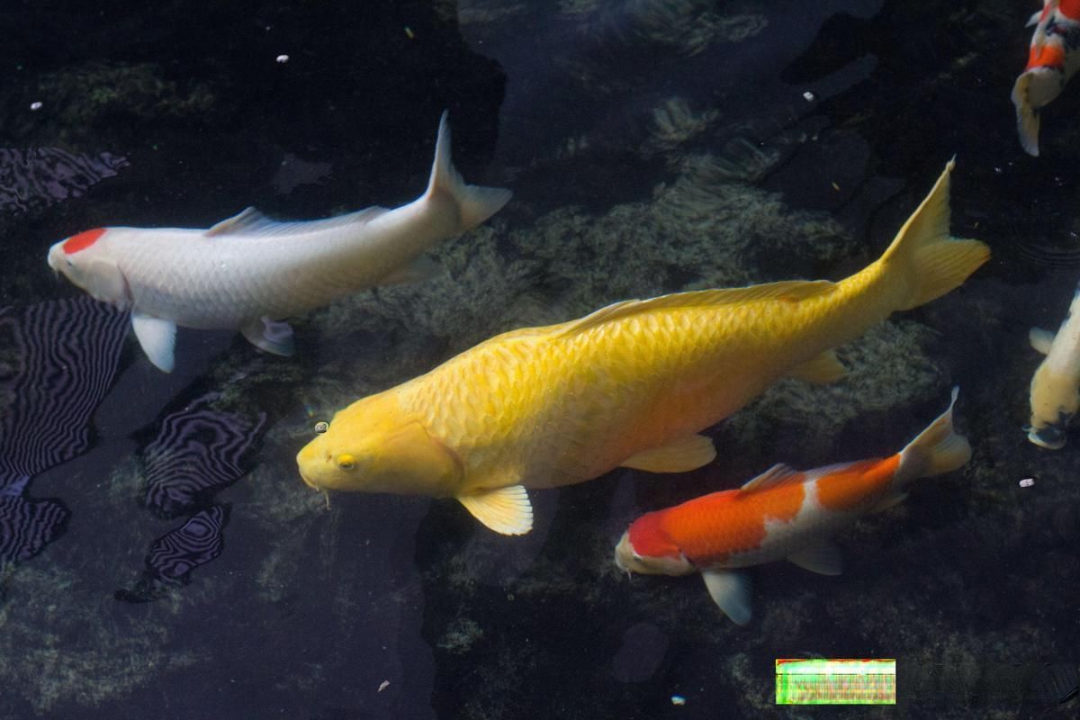 錦鯉魚(yú)的壽命是多少年？
