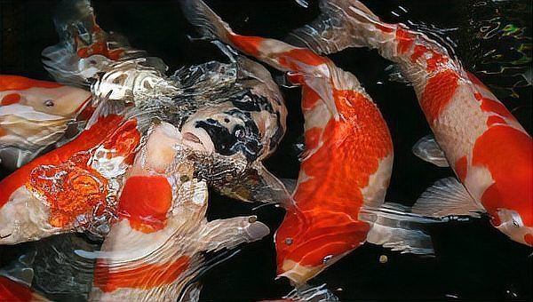 錦鯉魚(yú)的壽命是多少年？