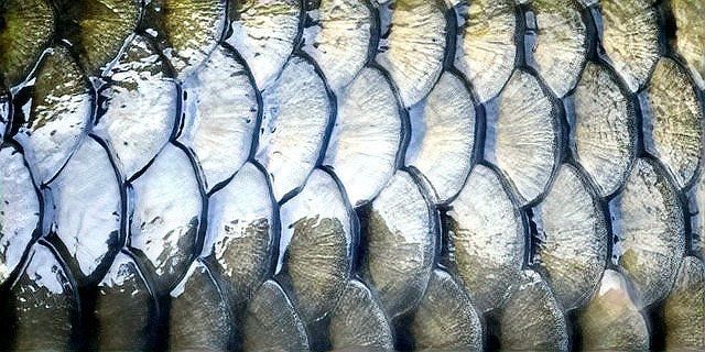 錦鯉魚(yú)的壽命是多少年？