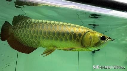 龍魚全身起皮怎么回事（龍魚全身起皮可能由多種因素引起，）