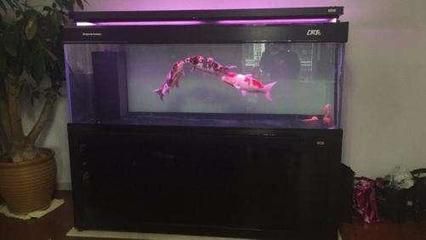 彩蝶魚缸哪款好一點又實惠（彩蝶魚缸干濕分離優勢）