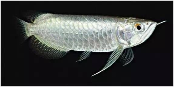 橙紅龍魚發色過程圖片大全大圖