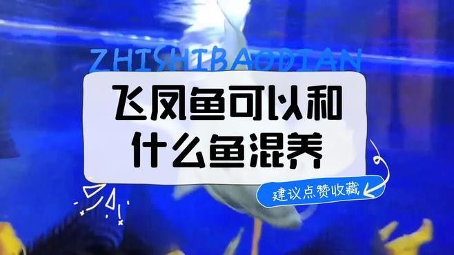 飛鳳和龍魚混養怎么喂食
